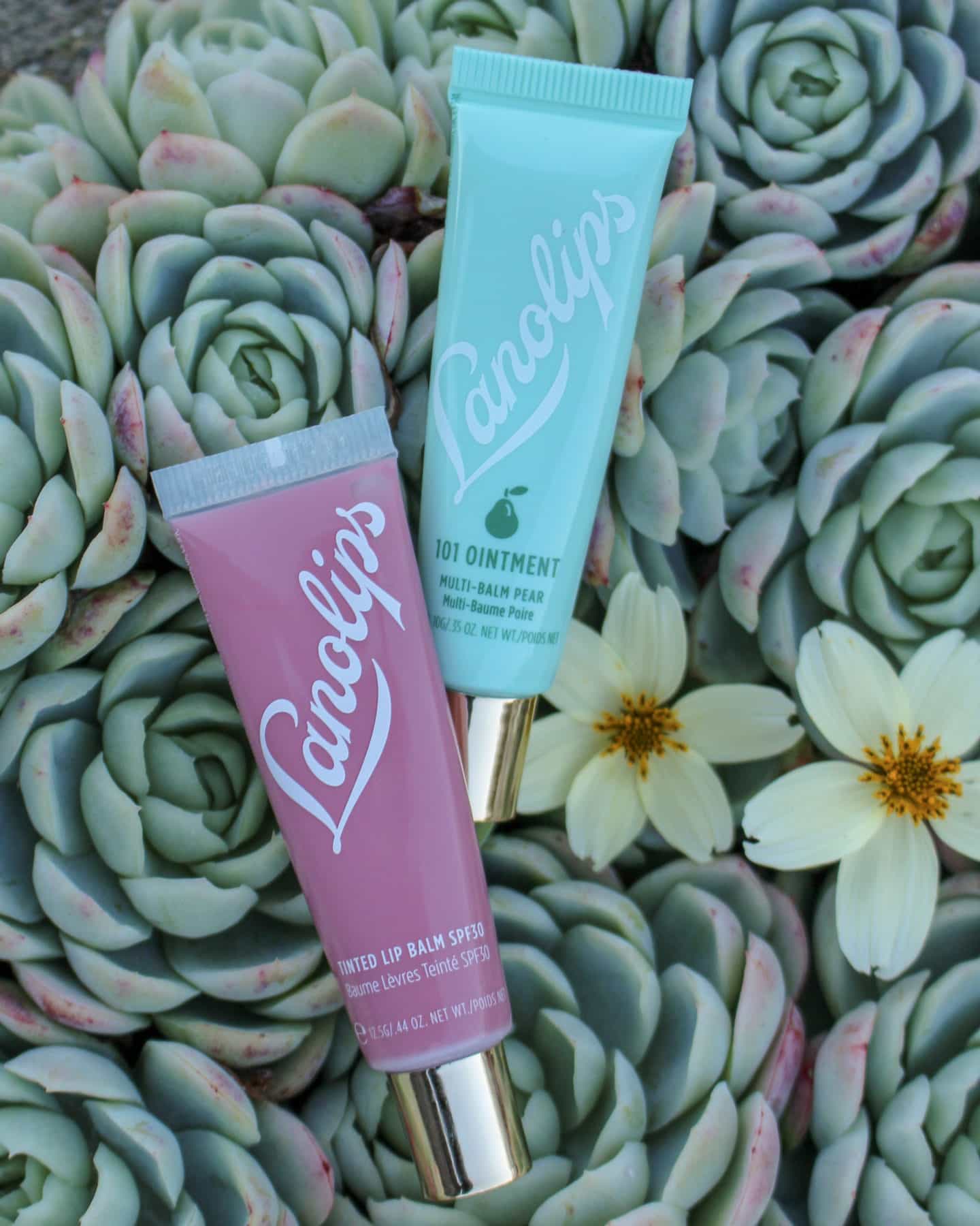 Ingredient Spotlight: Lanolin